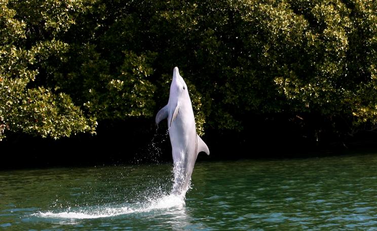 Tail walking dolphin