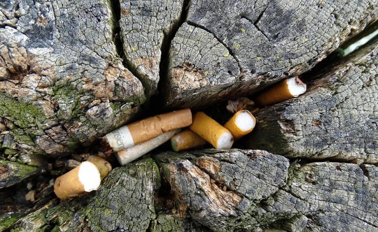 Cigarette litter in a tree trunk