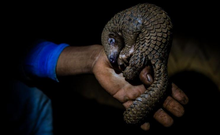Pangolin held in a hand