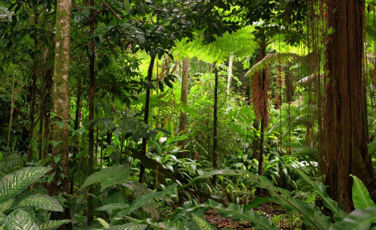 Peruvian rainforest