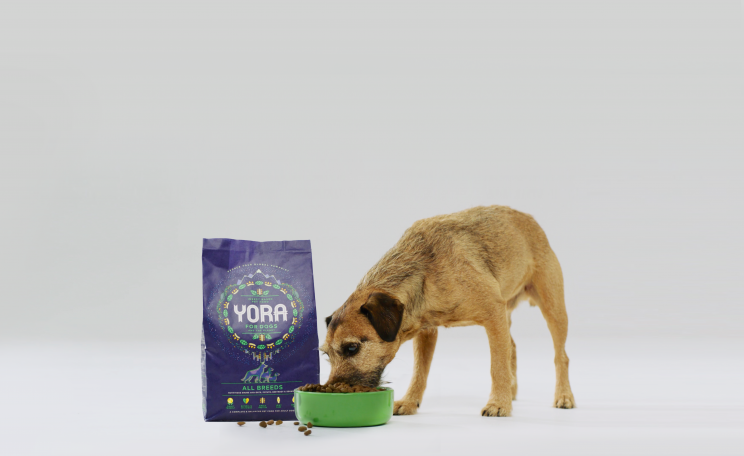 Dog eating insect-based pet food