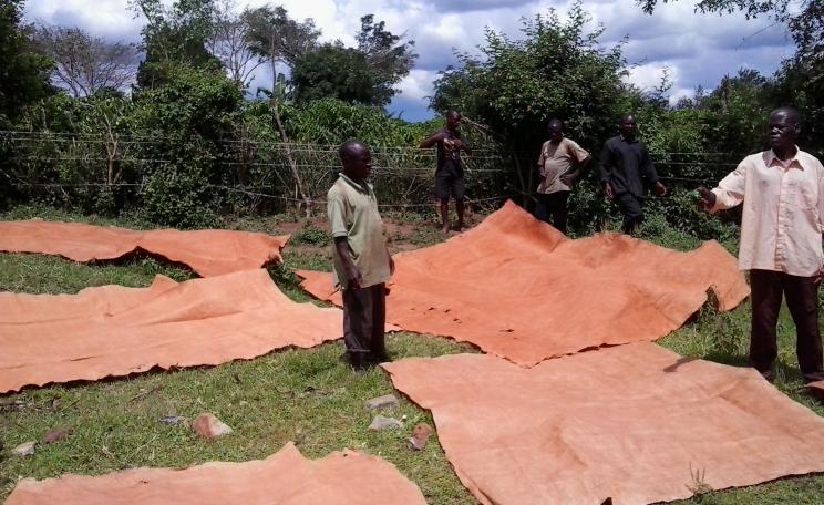 Bukomansimbi organic tree farmers association laying bark cloth to dry