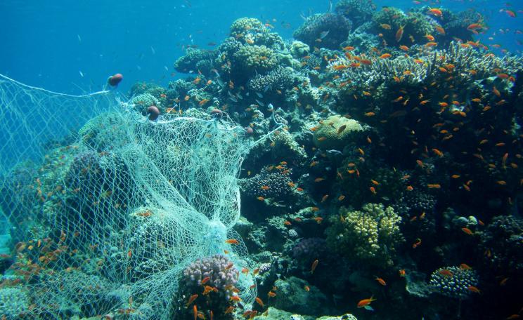 Nets caught on coral