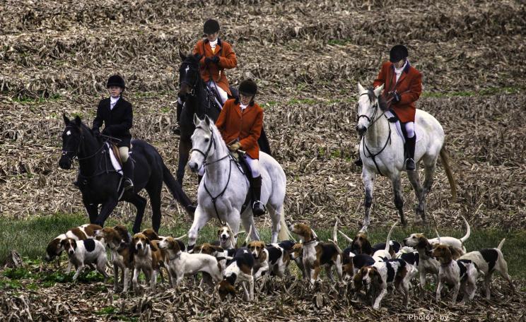 Horses and hounds on a hunt
