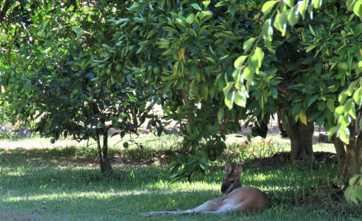 A wallaby resting under an orange tree