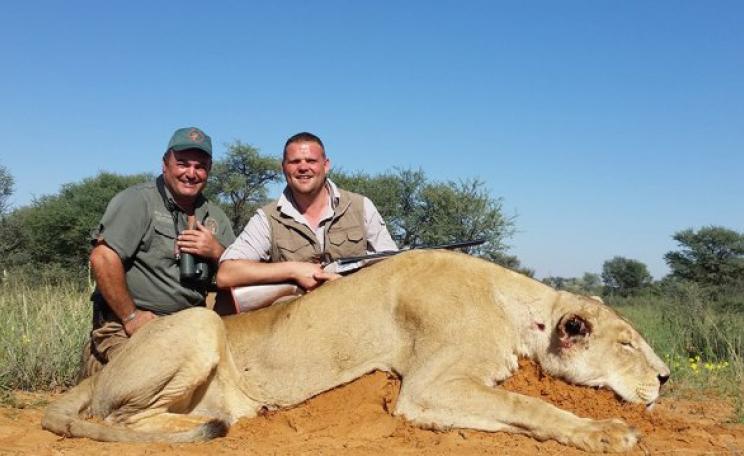 Captive lion shot on hunt, South Africa