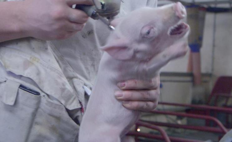 Pig being handled by vet