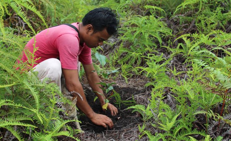 Reforestation in Kalimantan