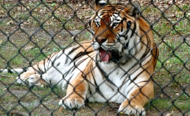 captive tiger