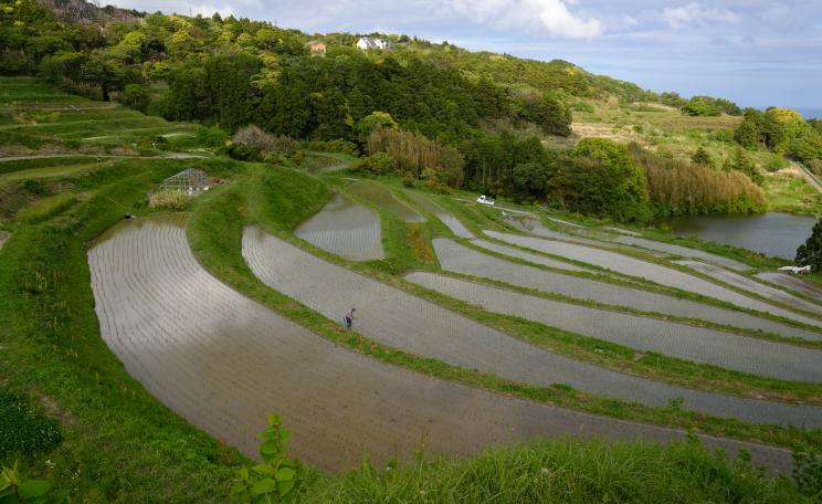 Rice Terrace at Kamogawa, Chiba, Japan