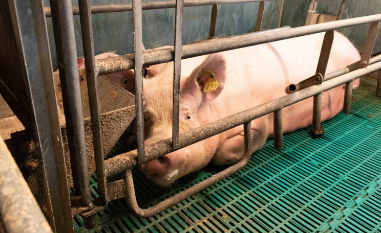 Factory farmed pig