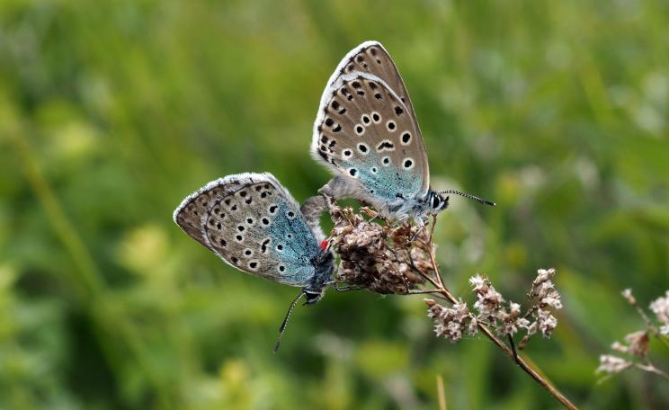 Mating pair of large blue butterflies on Rodborough Common.