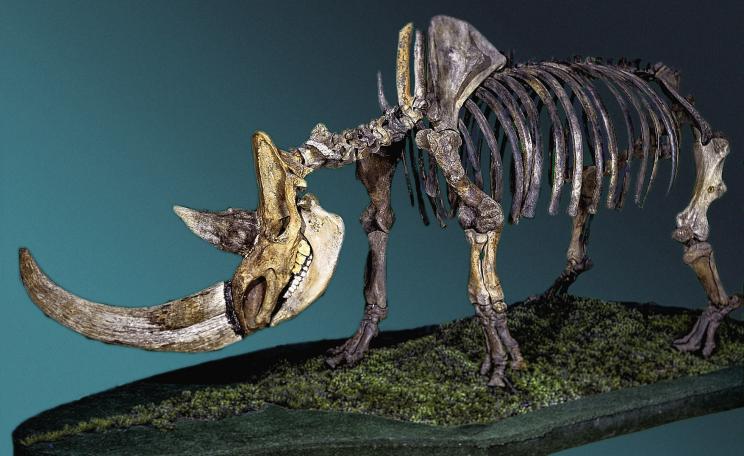 A woolly rhinoceros skeleton.