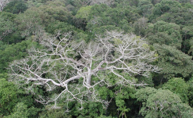 Megadrought in the Amazon Rainforest