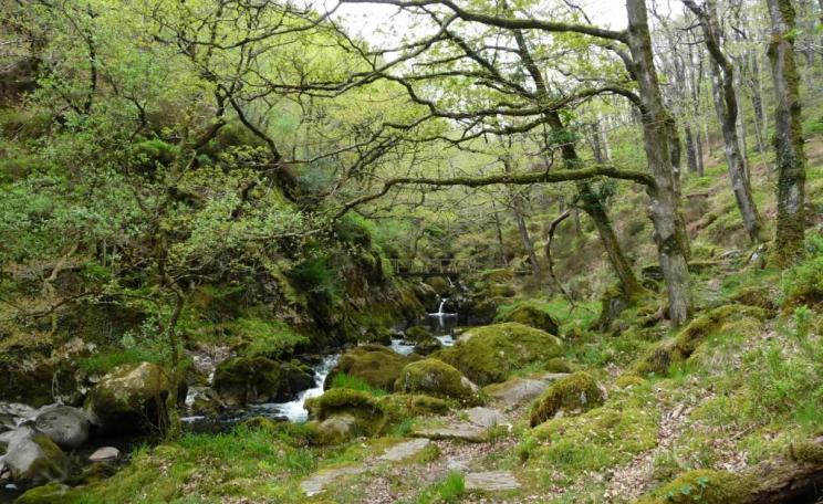Temperate rainforest, Wales, showing trees and mosses by a river