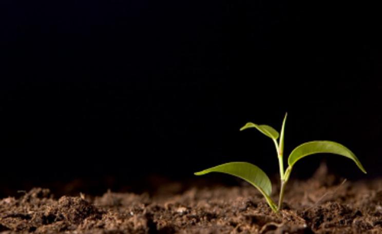 A seedling pushes through the earth
