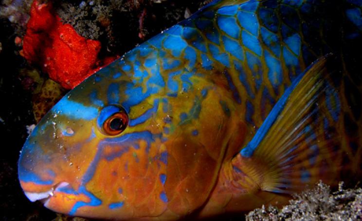 Parrotfish on North coast of East Timor