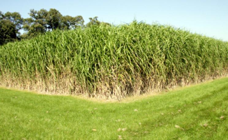 Biomass crops