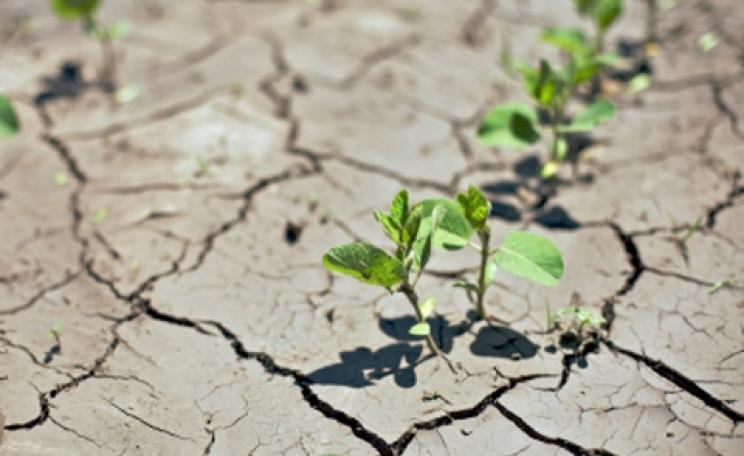 Seedlings growing in drought-cracked ground