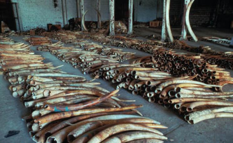 Ivory Smuggling China