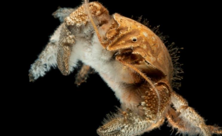 Kiwa hairy crab found near a deep sea vent