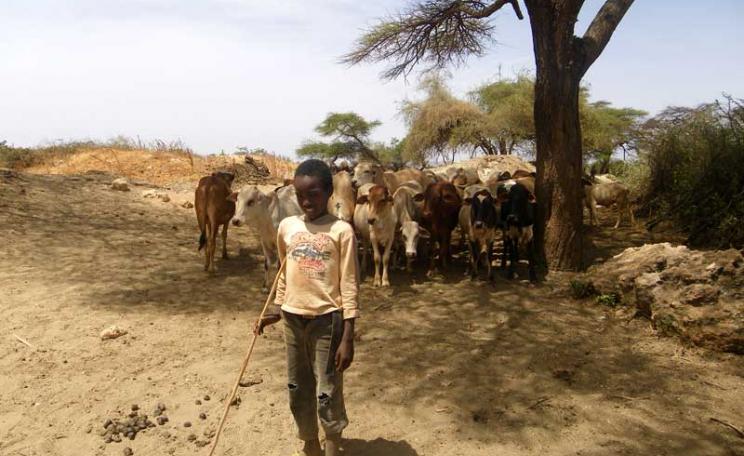 A young pastoralist with cattle