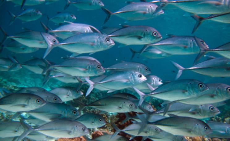 fish in a marine protected area