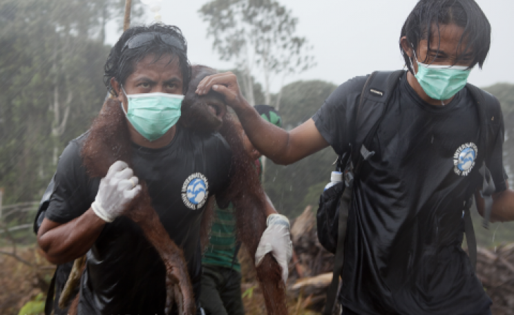 An orang utan is rescued following deforestation for palm oil.