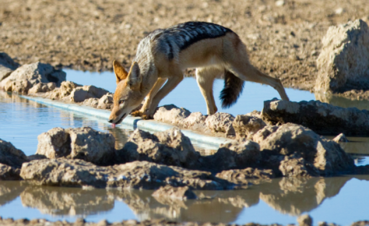 A black-backed jackal leaning over to drink from a waterhole in the Kalahari Desert. Photo: Villiers Steyn / shutterstock.com.