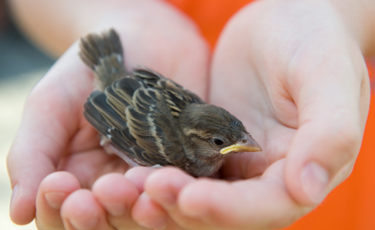 Baby sparrow in child's hands. Photo: Firma V / shutterstock.com.