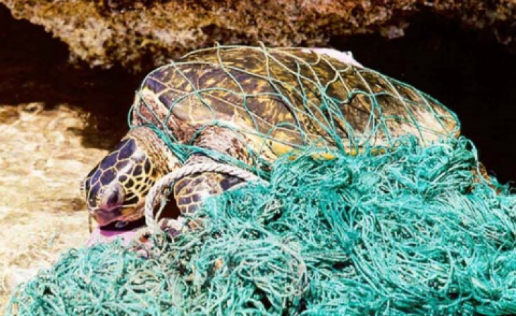 Turtle in 'ghost net'. Photo: NOAA News.