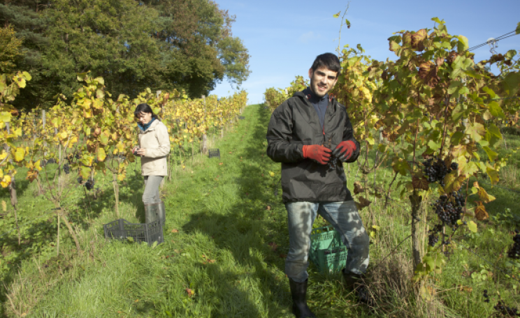 Pruning vines at Sedlescombe