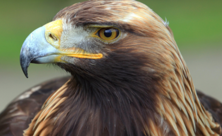 Golden eagles were among the birds killed by Duke's wind turbines.
