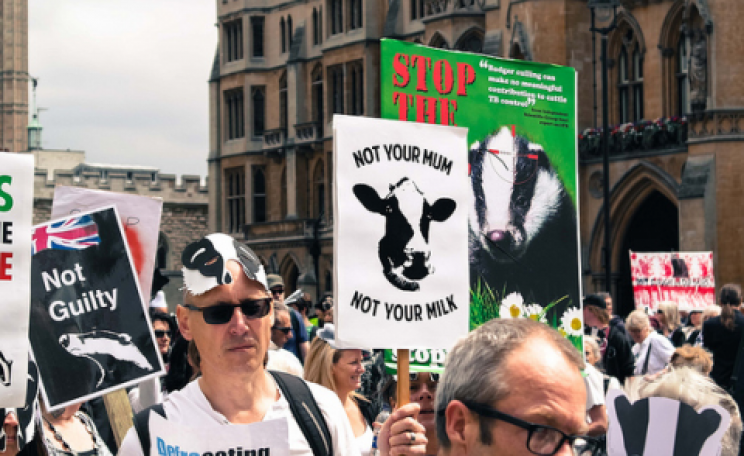 Badger protest in London. Photo: davidjmclare2 / Flikr.