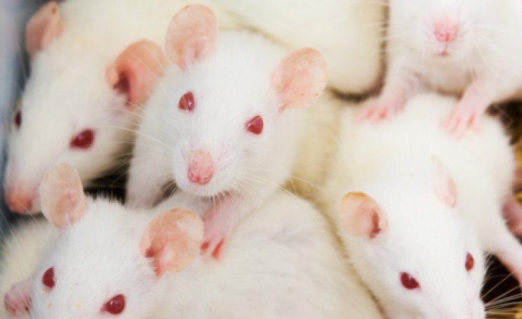 Laboratory rats. Photo: niderlander / Shutterstock.com.