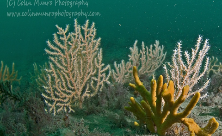 Along the tide-swept crest of a low limestone ledge larger filter-feeding organisms flourish. Lyme Bay Reefs, Southwest England. Colin Munro Photography.