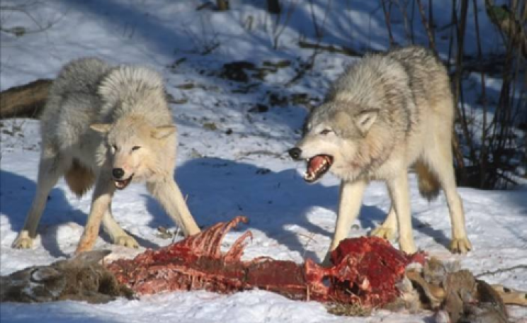 The Kill - two wolves chowing down on what used to be a deer. Photo: Patrick Bell via Flickr.com.