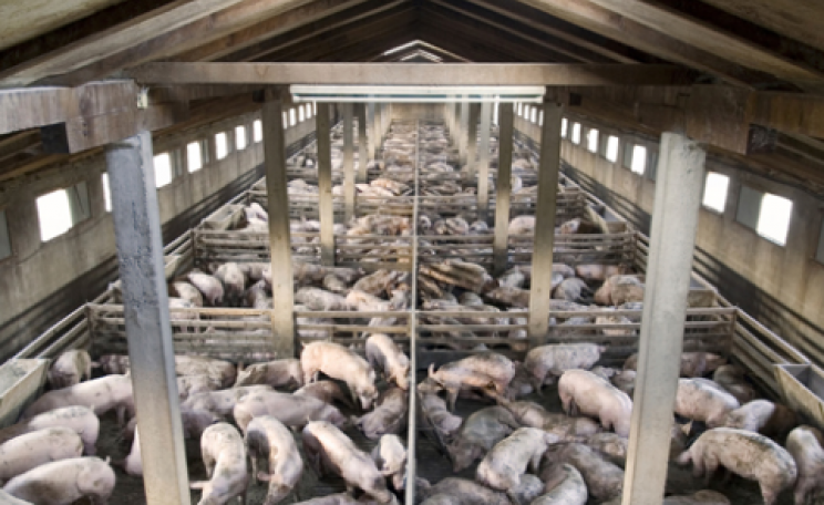 Intensive pig farm: a ripe environment for infections to spread. Photo: Pig Business - www.bigbusiness.co.uk.