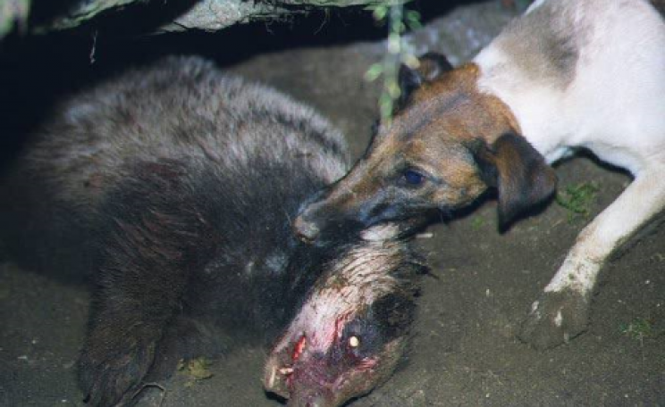 Is the badger cull any more 'scientifically justified' than this?