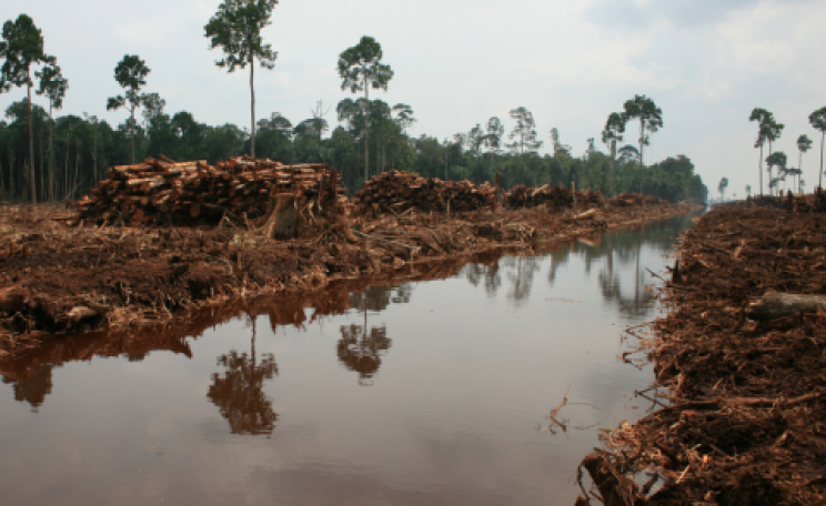 Deforestation in Indonesia. Photo: Rainforest Action Network.
