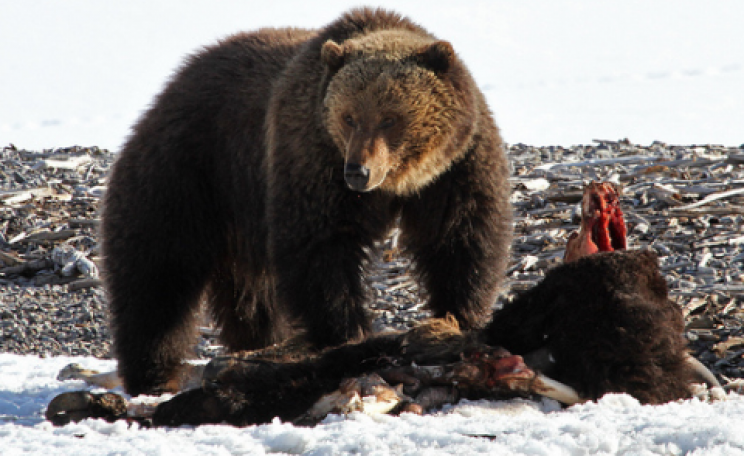 Grizzly bear with bison carcass, Yellowstone National Park. Photo: YellowstoneNPS via Flickr.com.