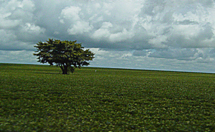 Soy on former forest, Mato Grosso, Brazil. Photo: Jeff Belmonte via Flickr.com.