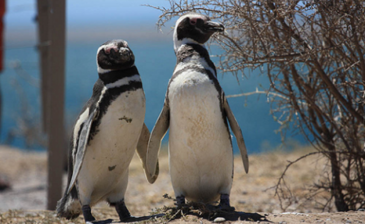 Magellanic penguins, Rio Negro, Argentina. Photo: S-t-v via Flickr.com.