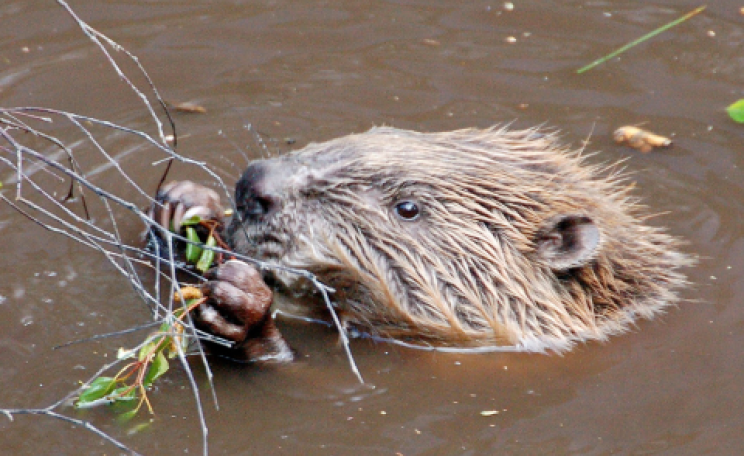 A beaver in Scotland, where they are being re-introduced. Photo: Paul Stevenson via Flickr.com.
