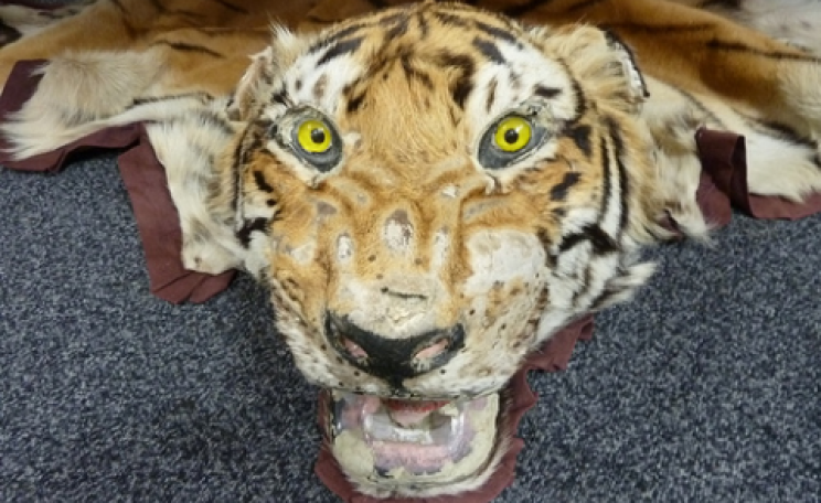 This tiger skin was seized by Border Force, which made more than 675 wildlife crime seizures last year. Photo: UK Home Office via Flickr.com.