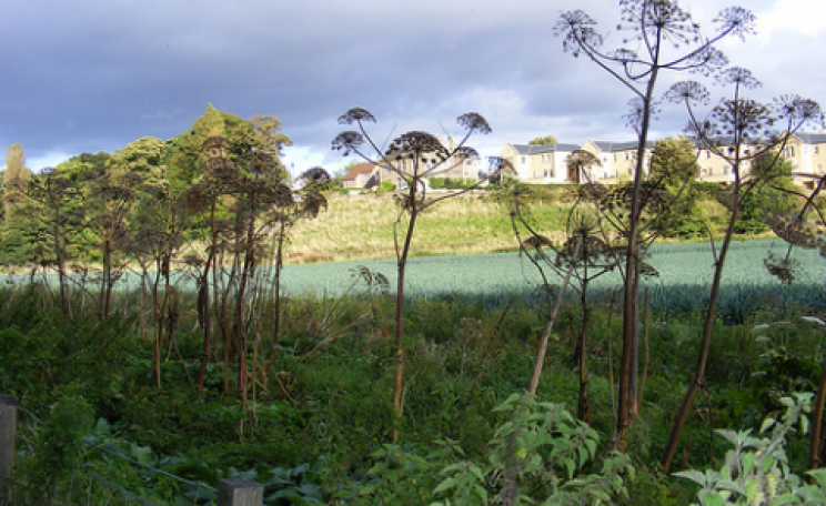 Giant hogweed growing on waste ground. Photo: Rab Pillans via Flickr.com.
