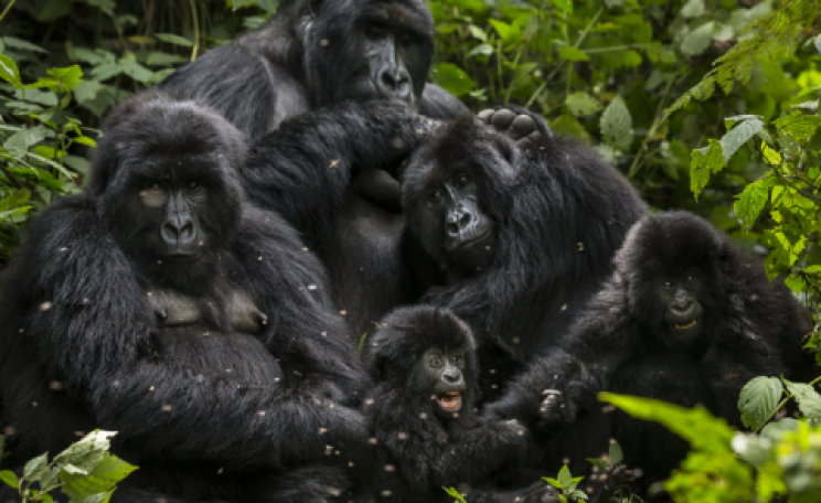 Bageni family in the gorilla sector of Virunga National Park, Bukima, Democratic Republic of Congo. Photo: Brent Stirton / WWF.