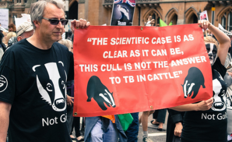 It was clear at the time of this demo in June 2013. It's even more clear now: killing badgers is no solution to bovine TB. Photo: David Clare via Flickr.com.