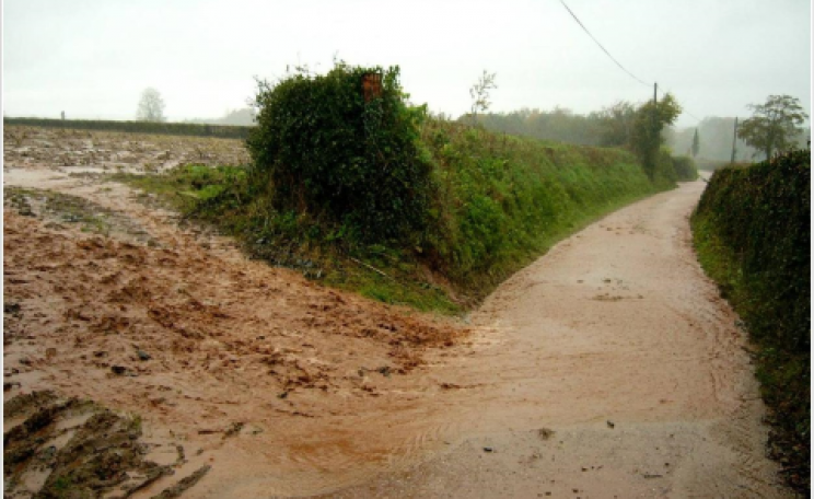 Trees and hedgerows mean less run-off and erosion, reducing flooding and siltation downstream. Photo: Coed Cymru - coedcymru.org.uk/ .