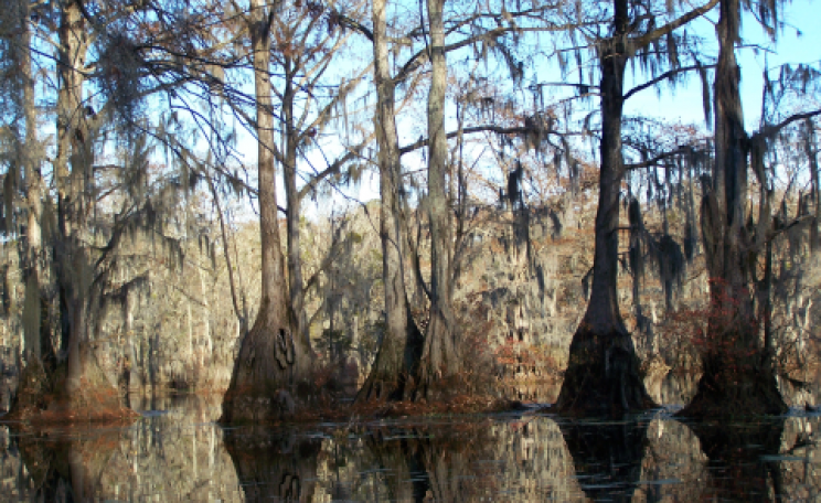 For the chop - a wetland forest within Enviva's sourcing area near Ahoskie. Photo: Dogwood Alliance.